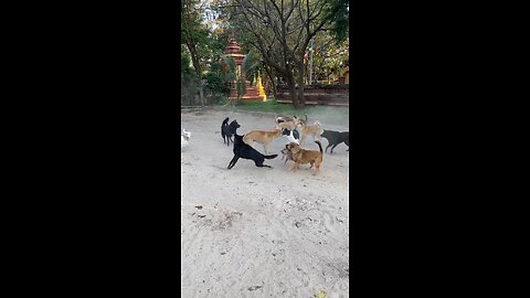 ONE DOG FIGHT WITH 9 Dogs