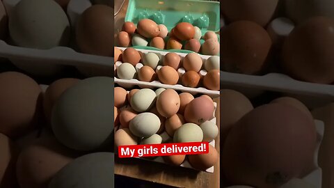 My girls delivered! A bounty of fresh pastured eggs! #carnivore #carnivorediet#carnivoremuscle