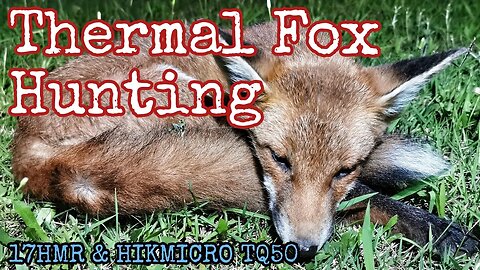 Night Hunting Foxes with Thermal || Lithgow LA101 17HMR Rifle & HIKMICRO TQ50