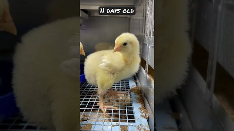 Baby Chick Update-Day11! #chicken #backyardchicken #chickentractor #chickencoop #shorts
