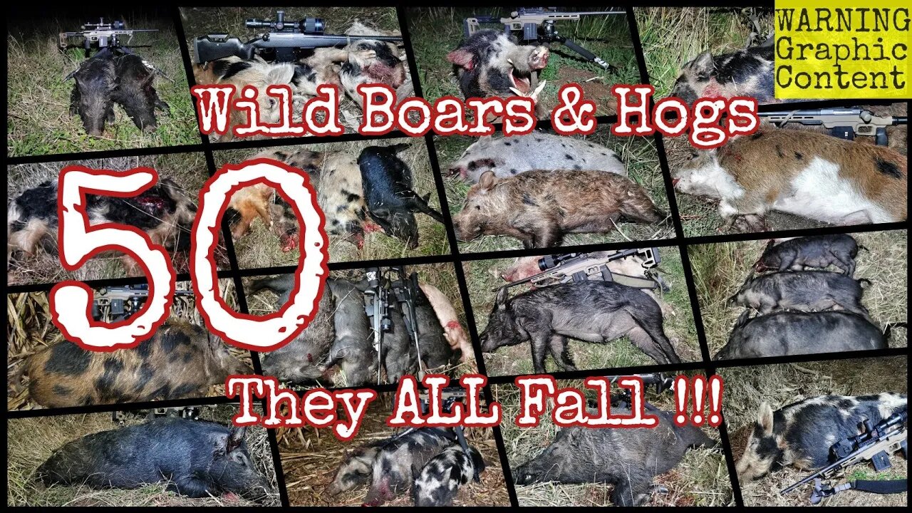 Wild Boar Hunting with Precision 50 Feral Pigs & Ultimate Bolt