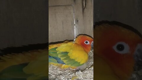 Sun Conure Female With Her Baby l #shorts l #sunconure l @BikisAviary