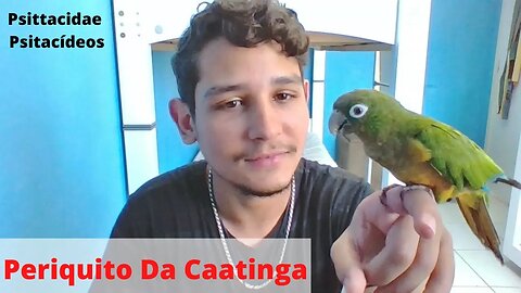 Periquito da Caatinga, O Que Comem, É Um Bom Pet, É Calmo, É Inteligente?Canal do marco@Pradomarco_