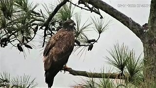 Young Bald Eagle Breaks Off Branch When Departing 🦅 02/01/23 07:48