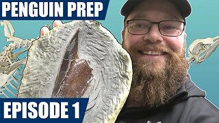 Fossil penguin prep - Episode 1: exposing the sternum