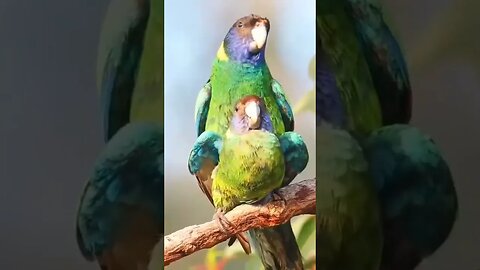 Parrot mating l #shorts l #birdsbreeding l #parrot l #youtubeshorts