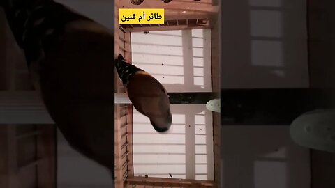 طائر أم قنين أو الحسون المغرد روعة مرحبا