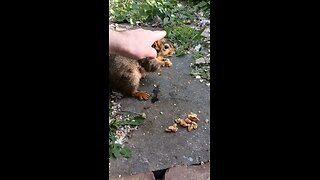 feeding and petting my girl squirrel 🐿️