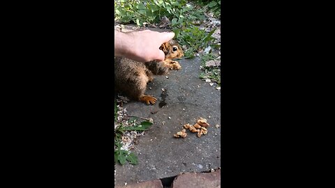 feeding and petting my girl squirrel 🐿️