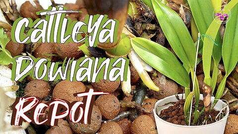 Repotting Cattleya dowiana Orchid | When & Why an INCREASE in POT SIZE MATTERS #ninjaorchids