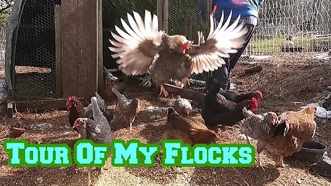 EGGcited For Breakfast | Tour My Flocks While I Let Them Out For The Day