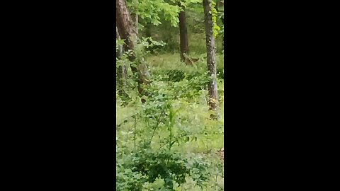 A visiting deer.
