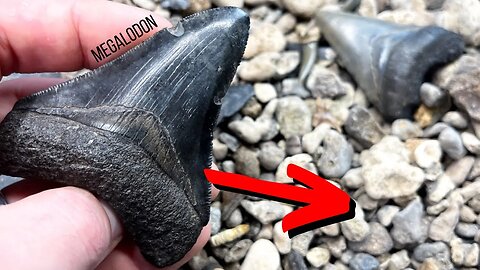 Shark Tooth Treasure Hunt at Home! (megalodon tooth found)