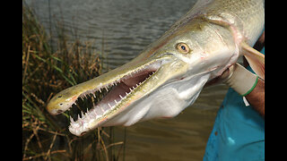 Scientists put alligator DNA into catfish