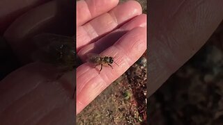 HoneyBee CPR Performed And Works To Save Near Death HoneyBee-Watch This Amazing Rescue In Action!