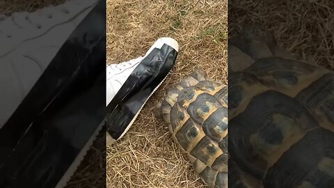 Tortoise vs Black Tape. 🐢
