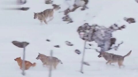 Top 12 most dangerous wolves hunting moments of all time
