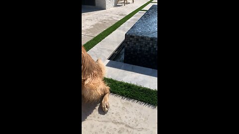 Golden Retriever lifeguard Tex