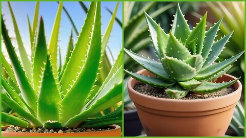 Revitalize Your Hair Naturally With Aloe Vera: Discover The Benefits Today