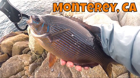 Which Is Bait Is Better? Shromp Or Squib ¯\_(ツ)_/¯ Rock Fishing Monterey, CA