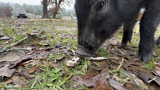 Pigs love frog legs!