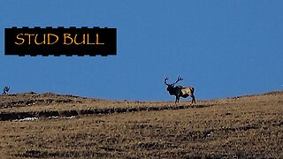 STUD BULL ALERT! Winter Range Bull Elk #3! 1500 yds