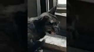 Absurdo agrediram essa gatinha e deixaram para morrer, graças a Deus estamos cuidando #shorts