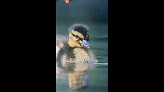 Baby duck picture