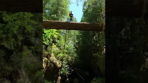 DIVING FROM A FALLEN TREE!