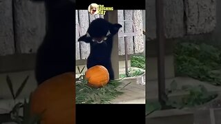 LOL Funny Animals The Laughing Cat #funnyshorts #shorts #funny #funnyvideo