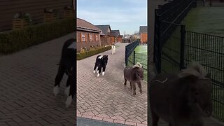 Mini horses racing each other