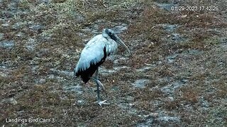 Wood Stork Poses for The Camera 🦩 01/29/23 17:42