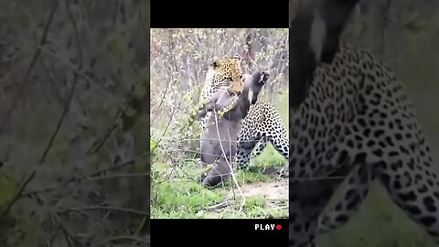 Leopard Hunts & Takes Down Warthog