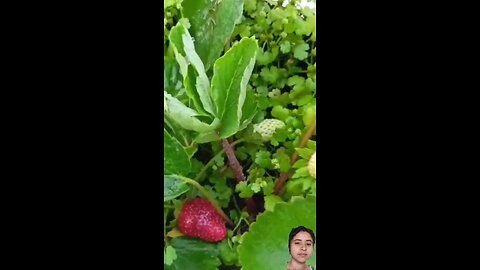 strawberry planting in garden at home #amazing fruits #shorts#viral #kitchengarden #smita #fruit