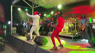 Bugle Stellar Performance Essence Reggae 2023