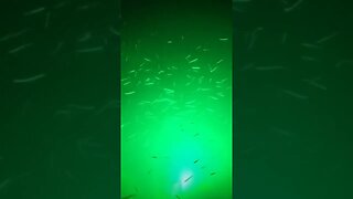 Super Relaxing Fish Swimming #castcray #relaxing #relax #relaxingmusic #fish #fyp #shorts