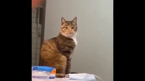One of the hilarious, weird and funny cat's video compilation