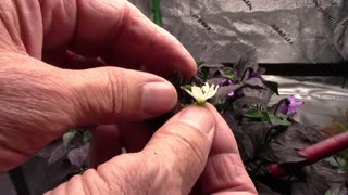 How I Cross Pollinate Pepper Plants To Make A New Variety Of Pepper