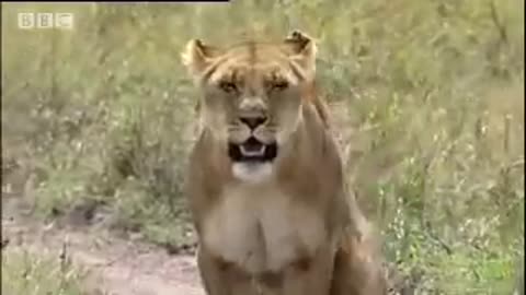 King lion under attack - BBC wildlife