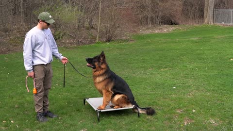 Dog Training - Teaching The Break Command - German Shepherd