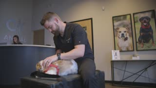 Chiropractor Adjusts Dogs!