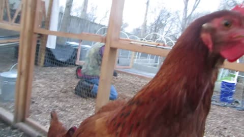 Our Cinnamon Queen Chickens