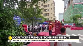 Zombie Fungus: Fungal pandemic can turn humans into zombies? | World News | WION