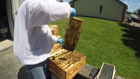 May 31, 2024 Hive Inspection Part I