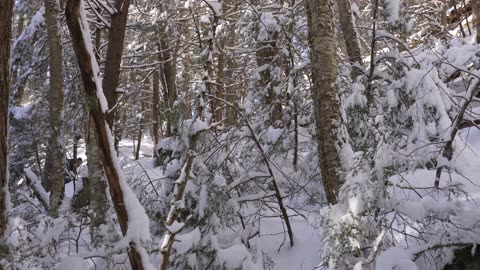 Solo Winter Camping -16°C , Bushwacking, No Tent, Ice and Snow