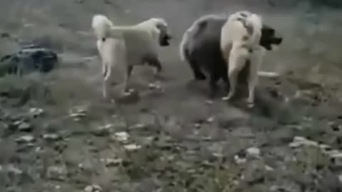 unbelievable dogs attack bear