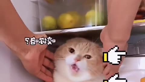 Why is the kitty in the fridge #fyp #foryou#kitty#cat