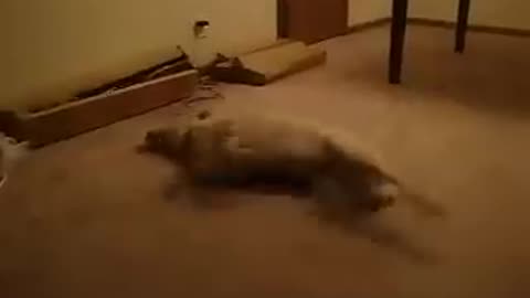 Super Funny Sleep Walking Dog
