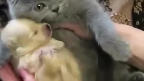 Kitten hugs puppy 😻 cat hugs dog😼