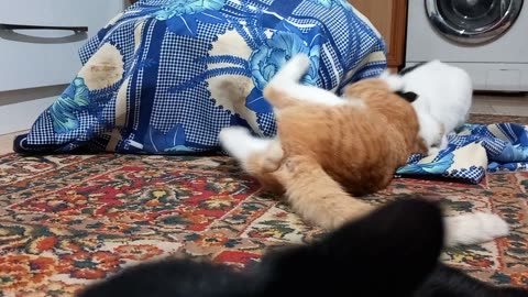 Funny cat wrestling